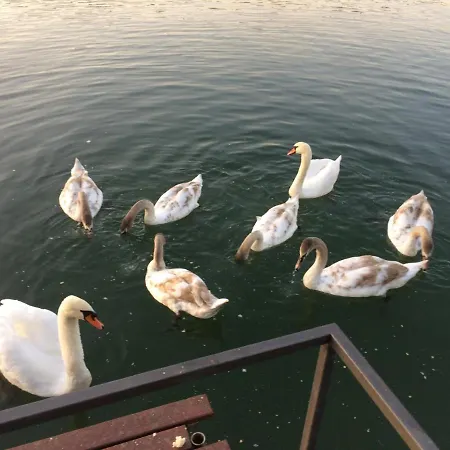 Splav Kod Doktora, - Umka Belgrade